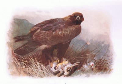 Golden Eagle by Archibald Thorburn